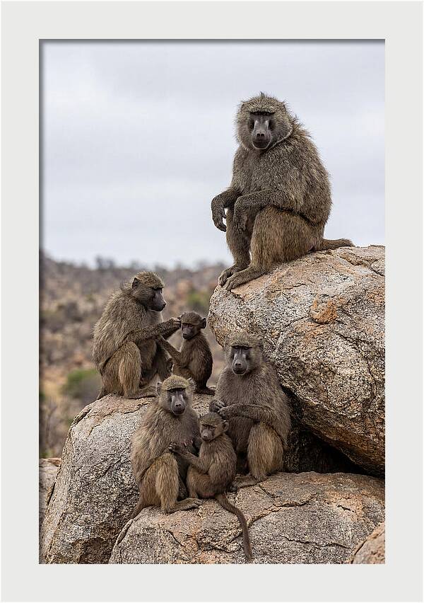 African Baboons Relaxing Together