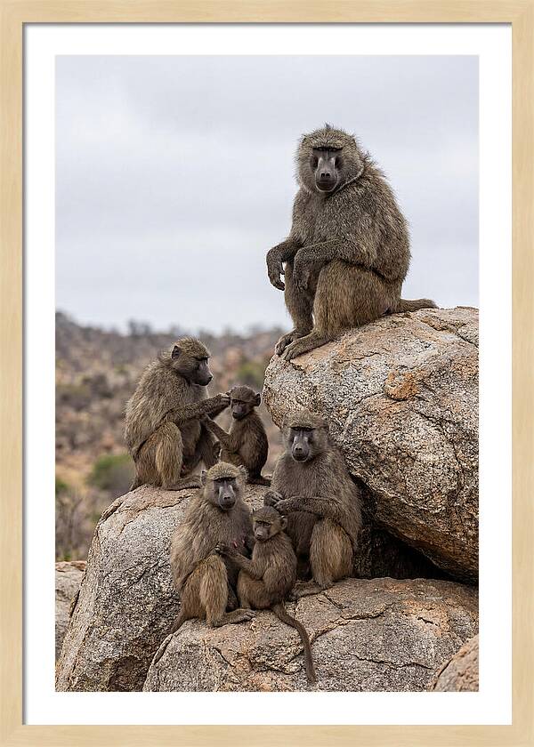 African Baboons Relaxing Together