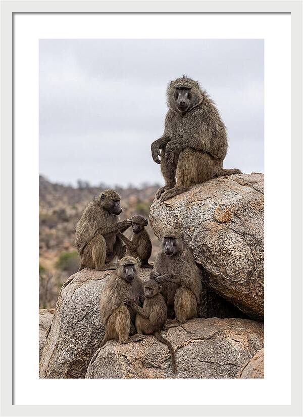 African Baboons Relaxing Together
