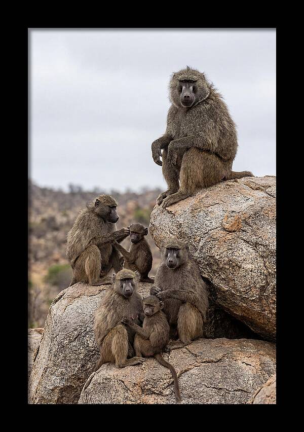 African Baboons Relaxing Together