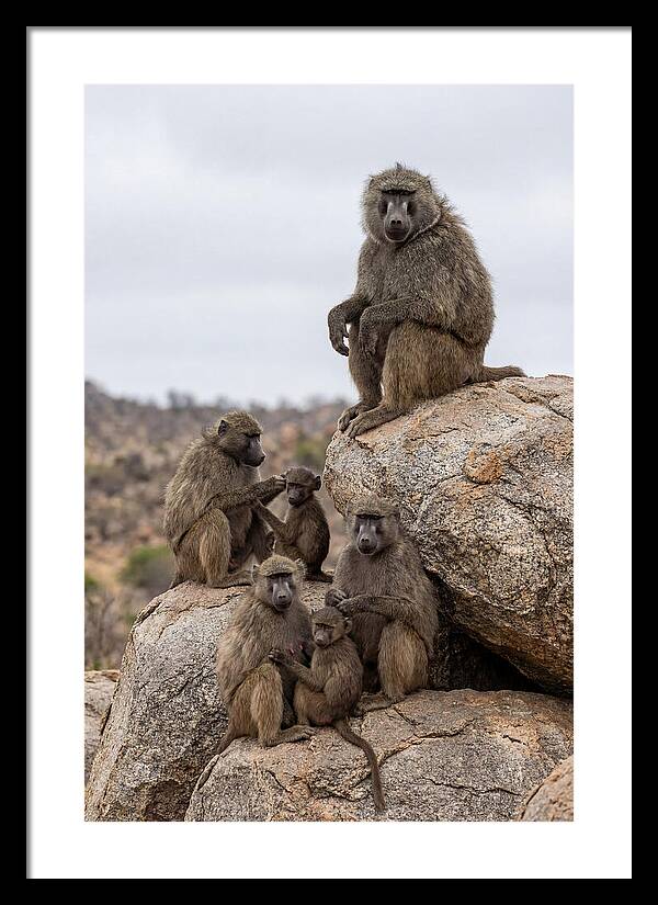 African Baboons Relaxing Together