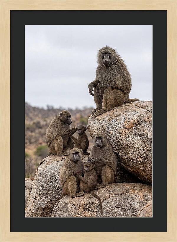 African Baboons Relaxing Together