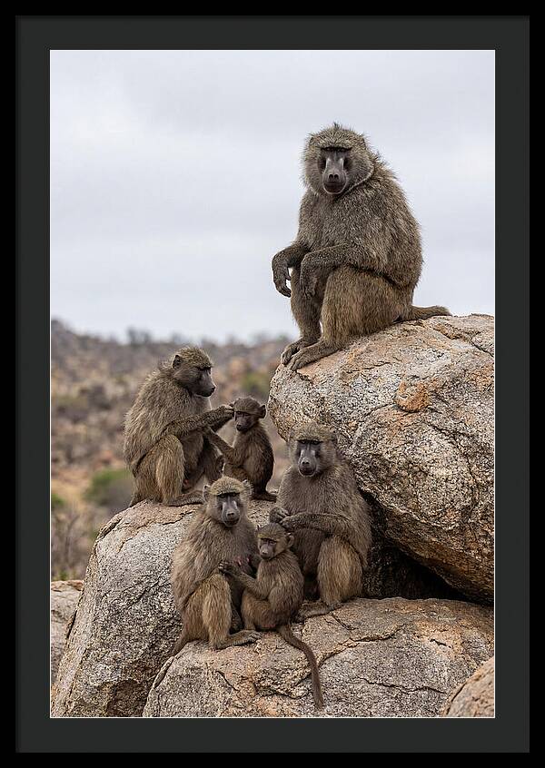 African Baboons Relaxing Together