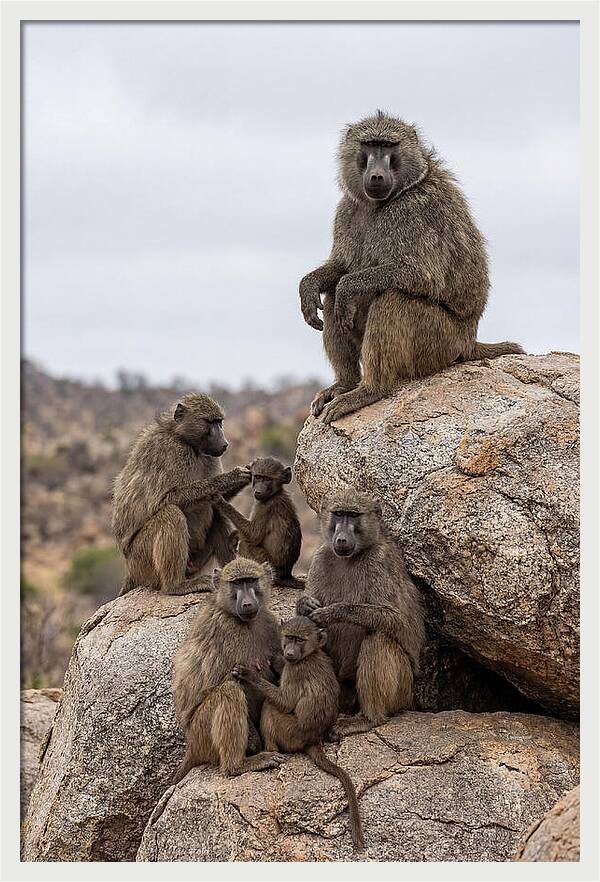 African Baboons Relaxing Together