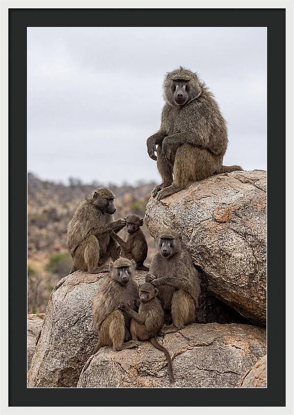 African Baboons Relaxing Together