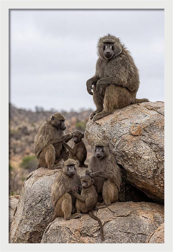 African Baboons Relaxing Together