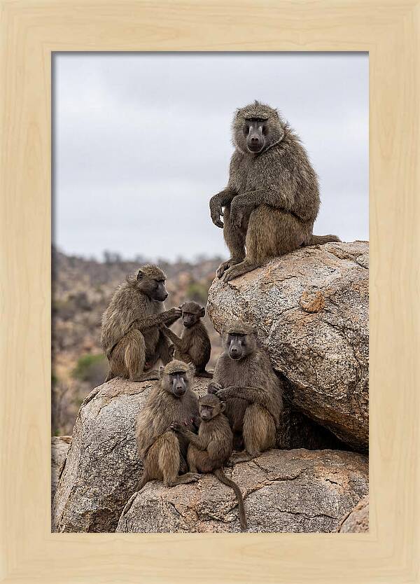 African Baboons Relaxing Together