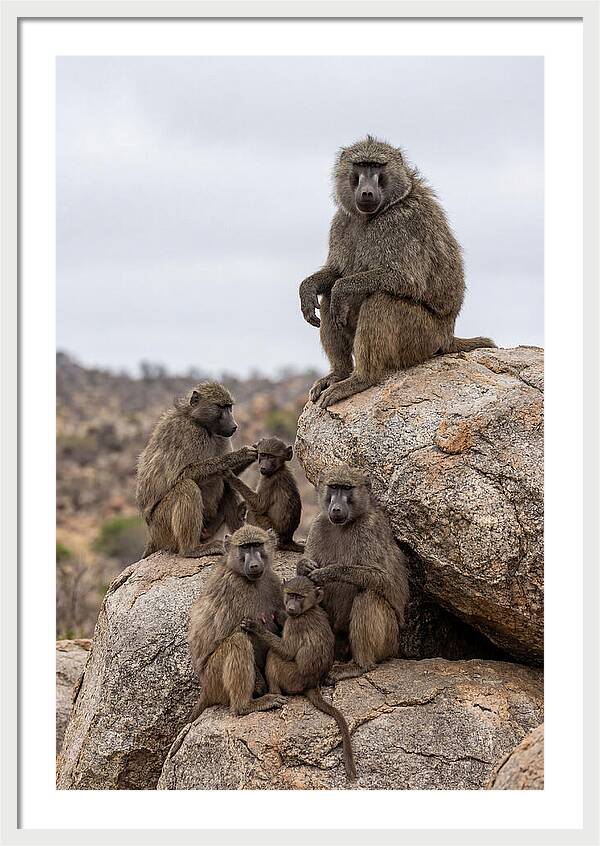 African Baboons Relaxing Together