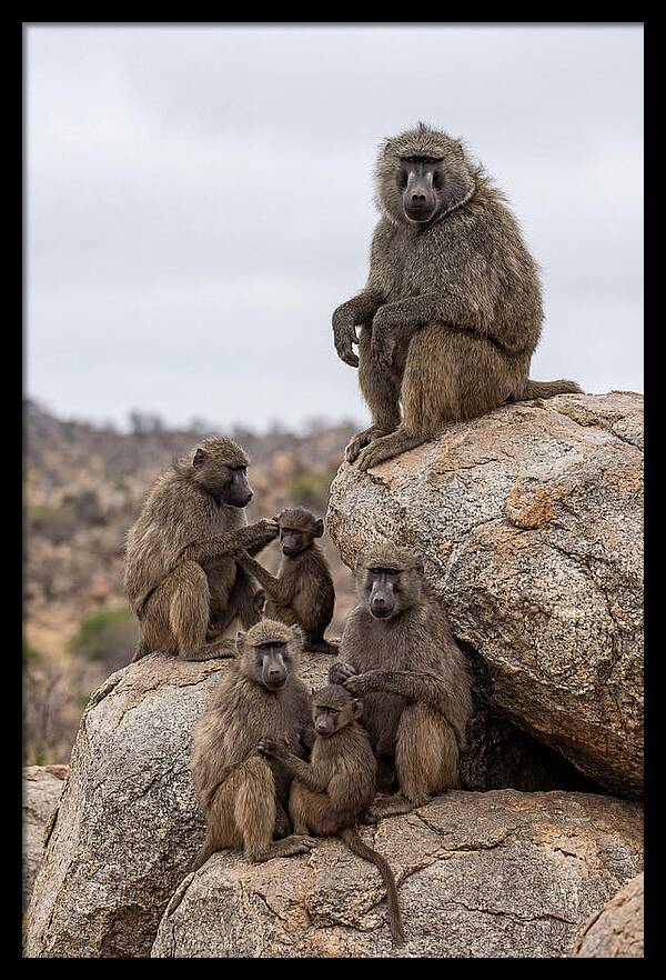 African Baboons Relaxing Together