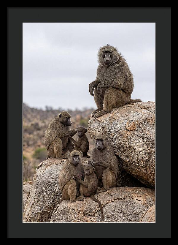African Baboons Relaxing Together