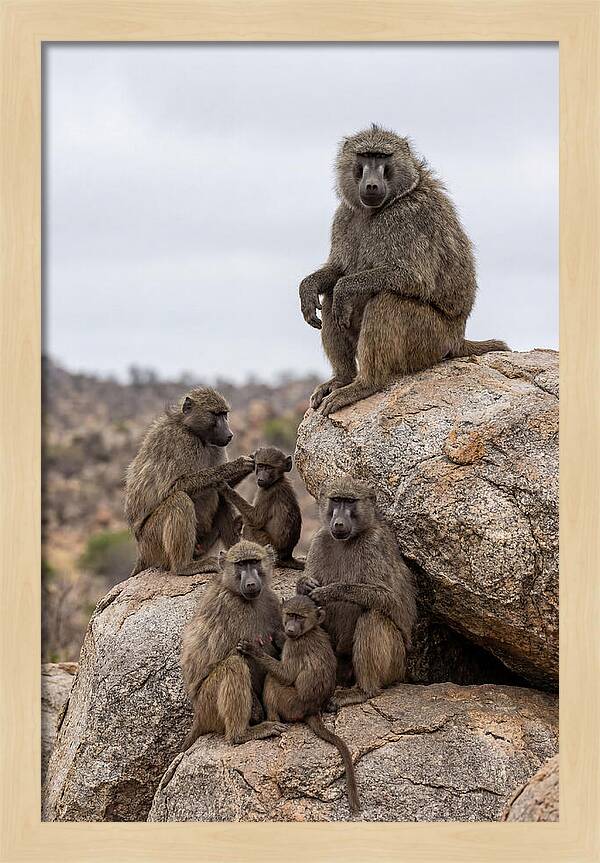 African Baboons Relaxing Together