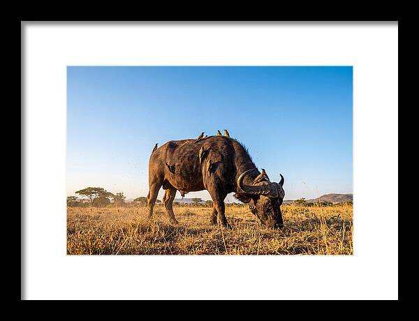 African Buffalo And Birds Harmony