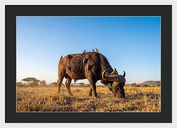 African Buffalo And Birds Harmony