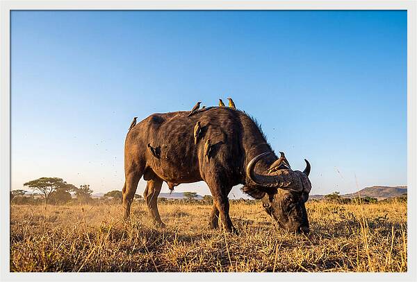 African Buffalo And Birds Harmony