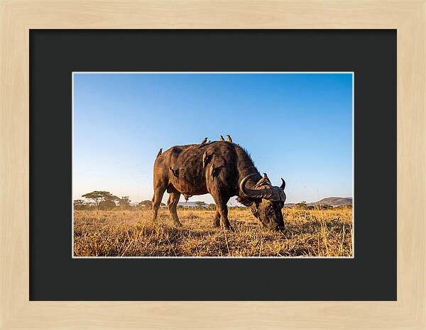 African Buffalo And Birds Harmony