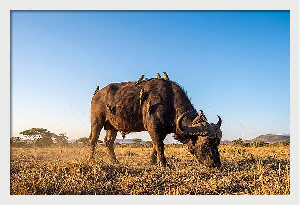African Buffalo And Birds Harmony
