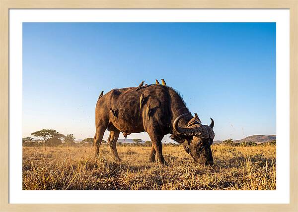 African Buffalo And Birds Harmony