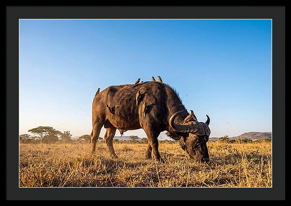 African Buffalo And Birds Harmony