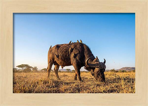 African Buffalo And Birds Harmony