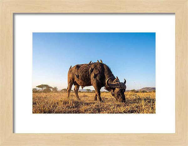 African Buffalo And Birds Harmony
