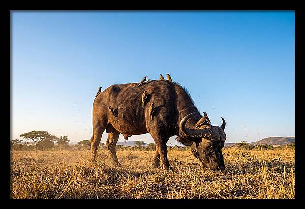 African Buffalo And Birds Harmony