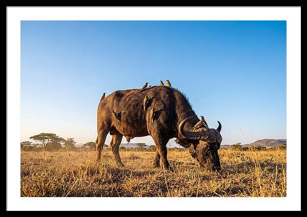 African Buffalo And Birds Harmony