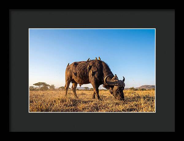 African Buffalo And Birds Harmony