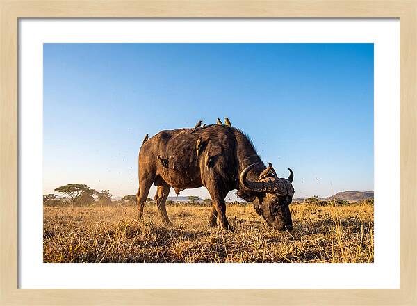 African Buffalo And Birds Harmony