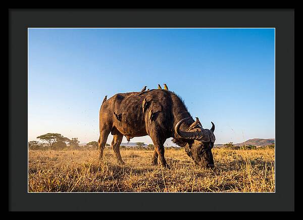 African Buffalo And Birds Harmony