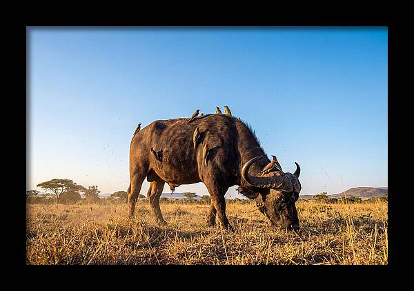 African Buffalo And Birds Harmony