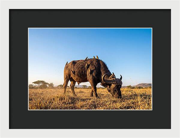 African Buffalo And Birds Harmony