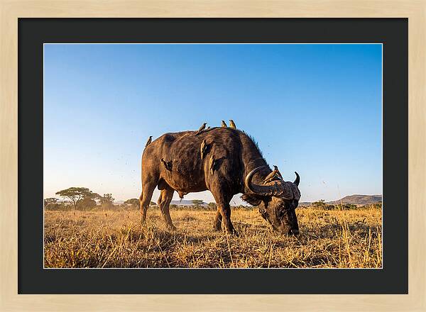 African Buffalo And Birds Harmony