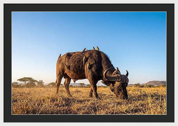 African Buffalo And Birds Harmony