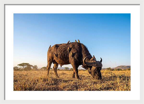 African Buffalo And Birds Harmony