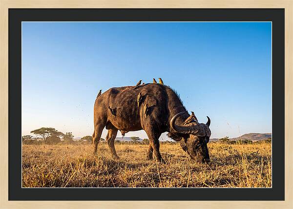 African Buffalo And Birds Harmony