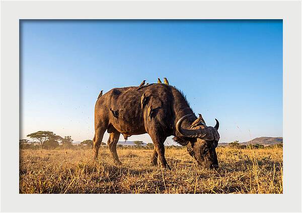 African Buffalo And Birds Harmony