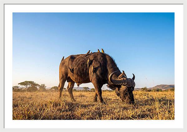 African Buffalo And Birds Harmony