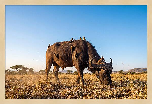 African Buffalo And Birds Harmony