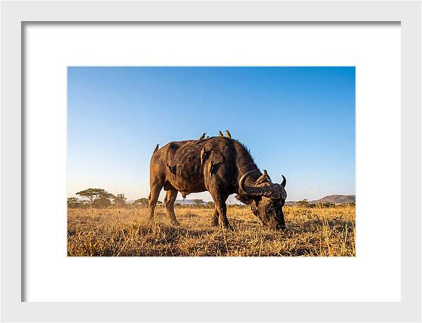 African Buffalo And Birds Harmony