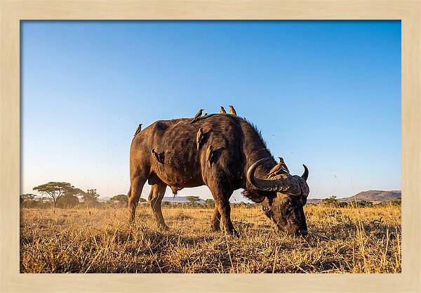 African Buffalo And Birds Harmony