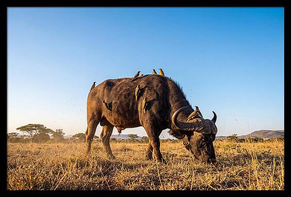 African Buffalo And Birds Harmony