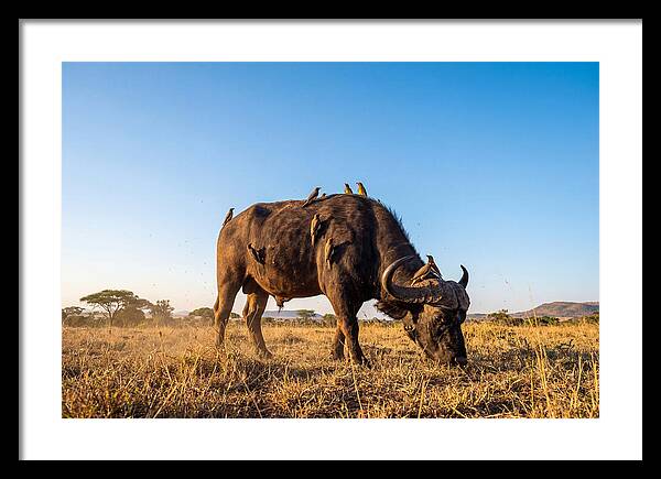 African Buffalo And Birds Harmony