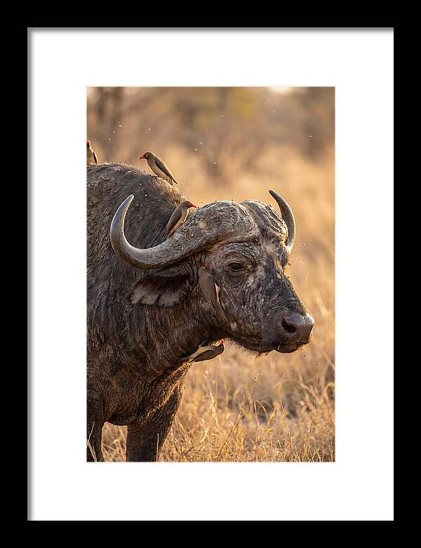 African Buffalo And Oxpecker Harmony