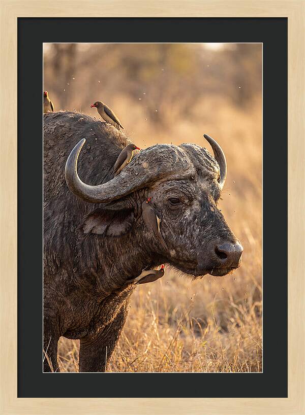 African Buffalo And Oxpecker Harmony
