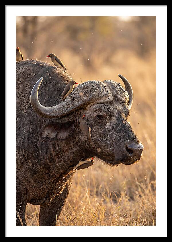 African Buffalo And Oxpecker Harmony