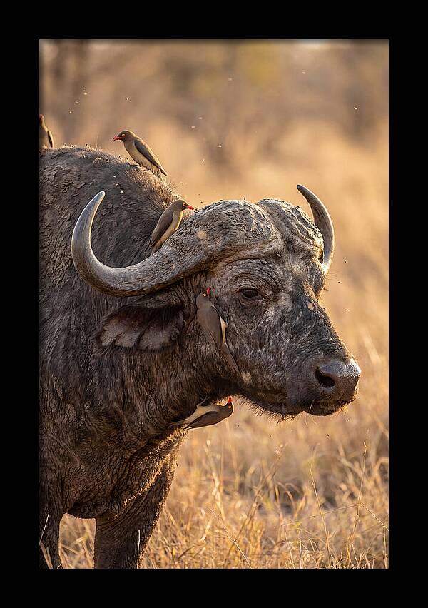 African Buffalo And Oxpecker Harmony