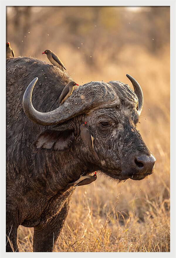 African Buffalo And Oxpecker Harmony