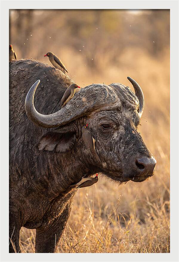 African Buffalo And Oxpecker Harmony