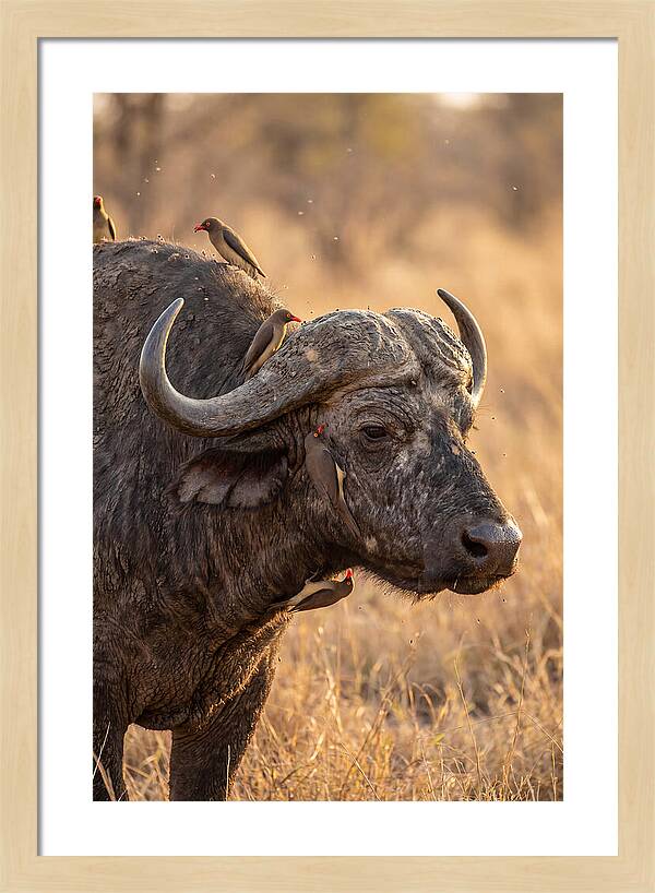 African Buffalo And Oxpecker Harmony
