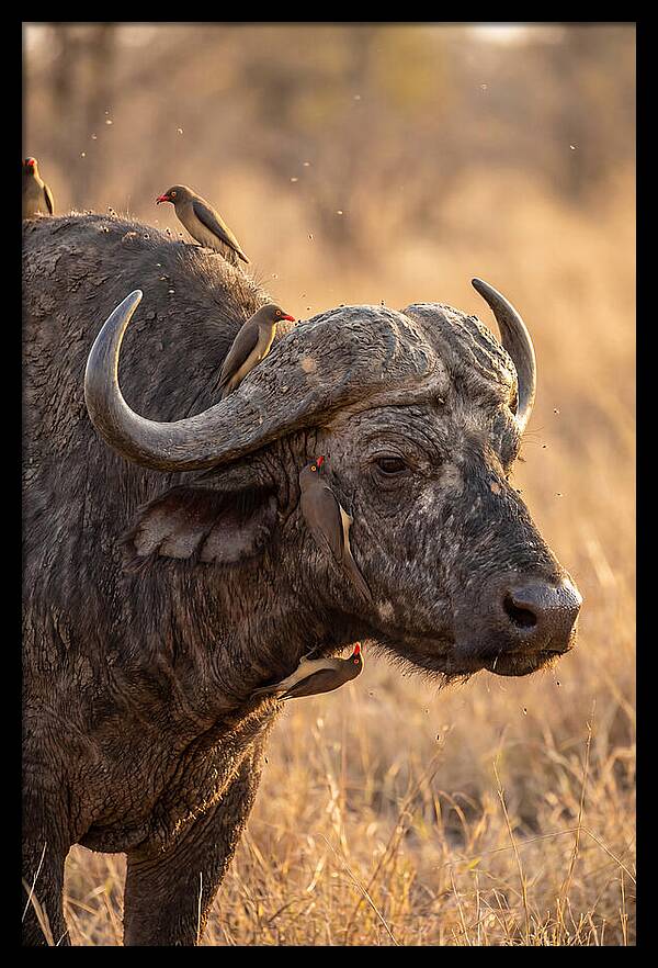 African Buffalo And Oxpecker Harmony
